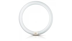 Лампа SYLVANIA FC 32/ 865 C T8 G10q 307mm 6500K - 0001965 - фото 26282