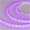 Лента RT-A60-8mm 12V Pink (4.8 W/m, IP20, 2835, 5m) (Arlight, 4.8 Вт/м, IP20) 013571(2) - фото 102275