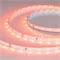 Лента RT-A60-8mm 24V Carrot (4.8 W/m, IP20, 5m) (Arlight, -) 055375 - фото 176260