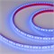 Лента RTW 2-5000PGS 12V Blue 2x (3528, 600 LED) (arlight, 9.6 Вт/м, IP67) 013392 - фото 31935