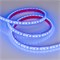 Лента RTW 2-5000PGS 12V Blue 2x (3528, 600 LED) (arlight, 9.6 Вт/м, IP67) 013392 - фото 31936