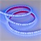 Лента RTW 2-5000PGS 12V Blue 2x (3528, 600 LED) (arlight, 9.6 Вт/м, IP67) 013392 - фото 45624